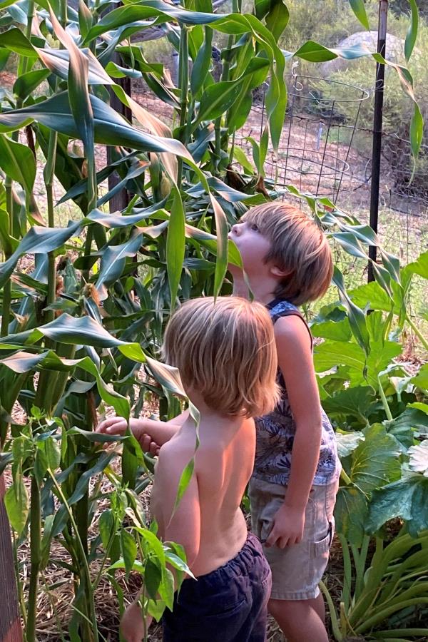 /Images/uploads/San Diego County Farm Bureau/onthefarm/entries/14279thumb.jpg